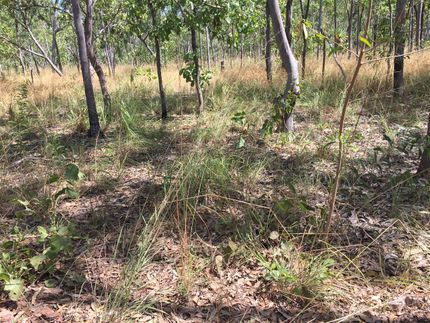 Well managed Eucalypt woodland with low perennial grass cover.