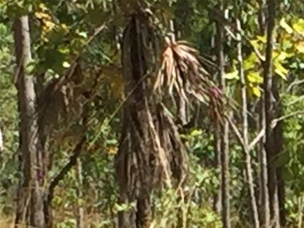 Well managed woodland near Darwin, NT. Note low perennial grass cover.