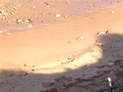 Coastal sand dune revegetation in the Pilbara