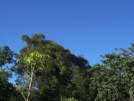 Native plant revegetation project CSIRO Darwin